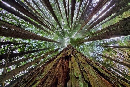 Private Redwood Forest Hiking Tour