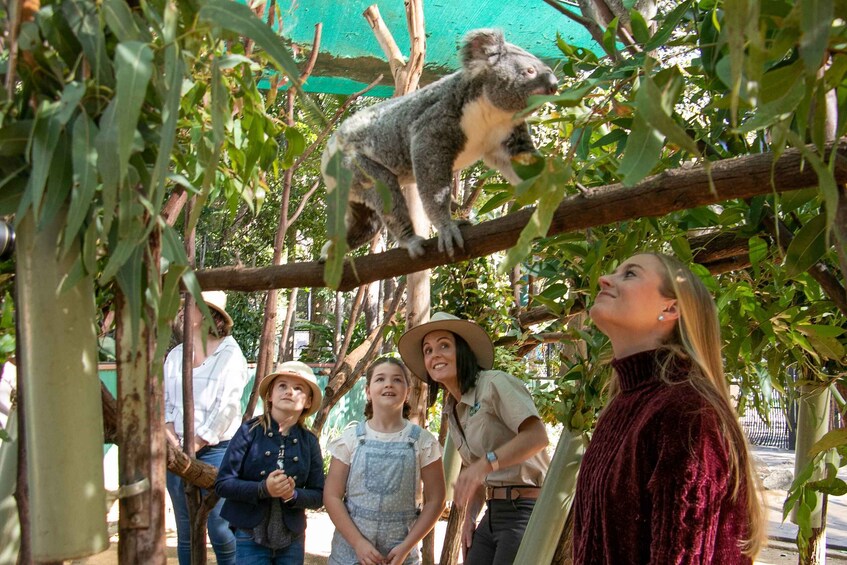 Picture 4 for Activity Currumbin Wildlife Sanctuary Ticket & Koala Photo