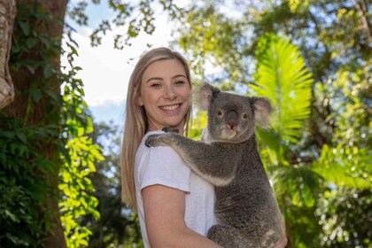 Entrada al santuario de vida silvestre de Currumbin y foto de koalas