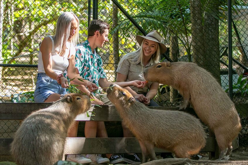 Picture 7 for Activity Currumbin Wildlife Sanctuary Ticket & Koala Photo