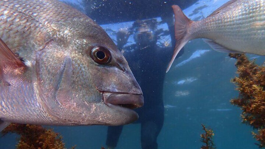 Goat Island Experience Guided Snorkelling for Beginners