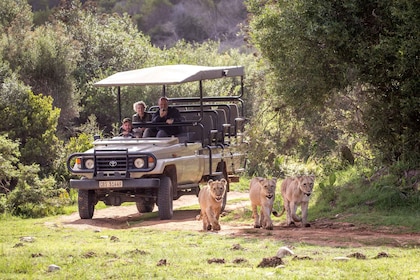 Botlierskop Private Game Reserve: 3-Hour Guided Game Drive