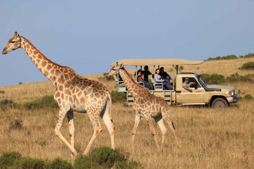 Picture 1 for Activity Little Brak River: Botlierskop Guided Game Drive