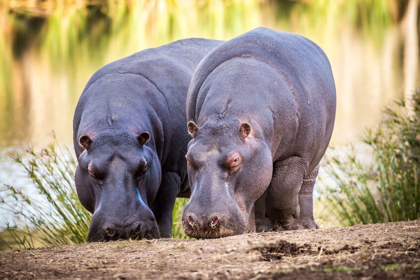 Picture 6 for Activity Little Brak River: Botlierskop Guided Game Drive