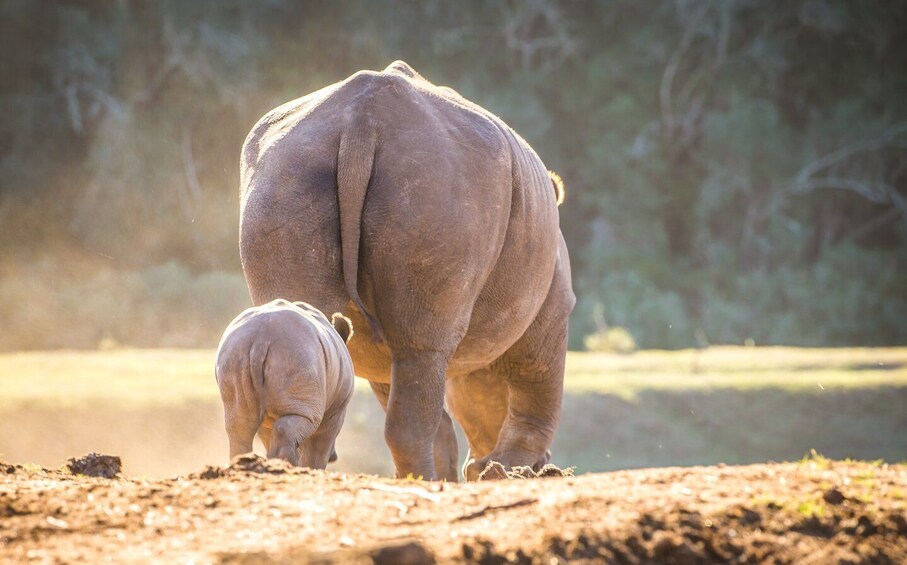 Picture 2 for Activity Little Brak River: Botlierskop Guided Game Drive