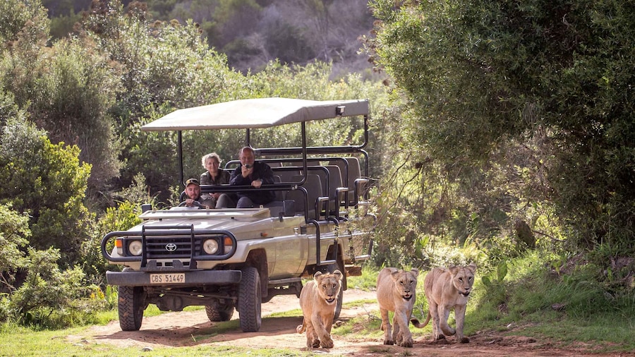 Little Brak River: Botlierskop Guided Game Drive