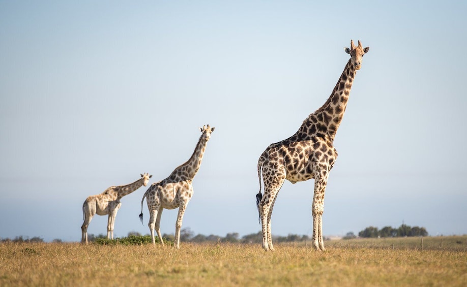 Picture 5 for Activity Little Brak River: Botlierskop Guided Game Drive