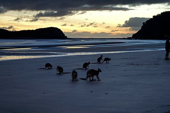 Wild kangaroos and wallabies at Cape Hillsborough beach at sunrise near Airlie Beach, part of Airlie Adventure Tours’ eco-certified experience.