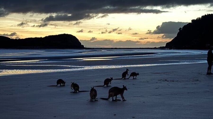 Wild kangaroos and wallabies at Cape Hillsborough beach at sunrise near Airlie Beach, part of Airlie Adventure Tours’ eco-certified experience.