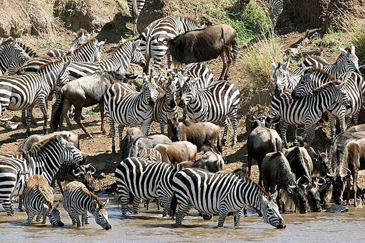 Multi Day Tour from Nairobi to Masai Mara and Lake Nakuru