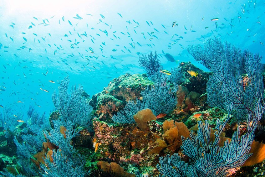 Picture 2 for Activity *4-Hour Roqueta Island Snorkeling, out of the Bay Experience