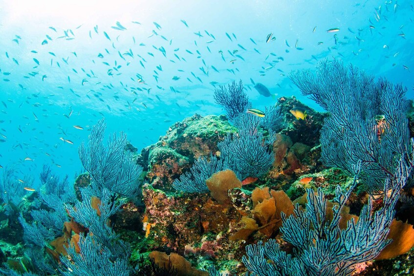 Picture 2 for Activity *4-Hour Roqueta Island Snorkeling, out of the Bay Experience