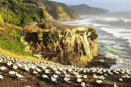 12 Day New Zealand Private Tour from Auckland to Queenstown