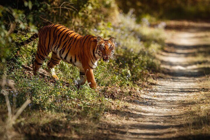 Wildlife Safari at Bandipur/Nagarhole+Mysore Palace+Somanathapura
