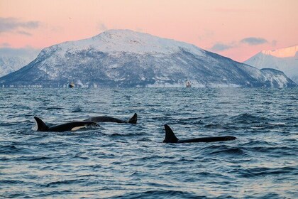 Tromsø: Whale Safari by RIB Boat with Transfer