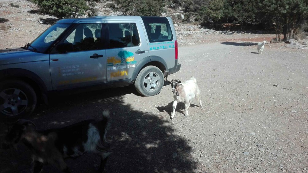 Picture 8 for Activity Lasithi Area: Cretan Culture & Nature Tour