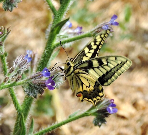 Picture 3 for Activity Lasithi Area: Cretan Culture & Nature Tour