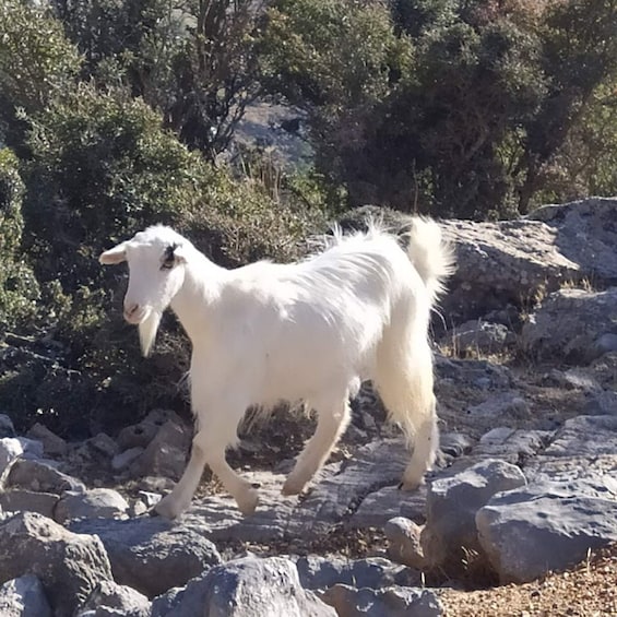 Picture 1 for Activity Lasithi Area: Cretan Culture & Nature Tour