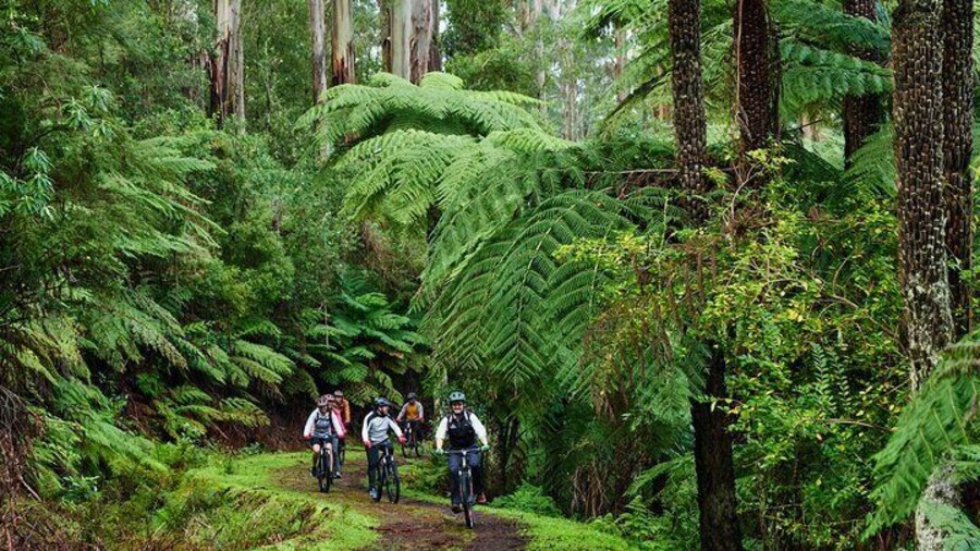 Guided mountain bike adventures in Warburton