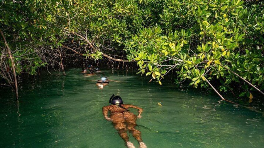 2 Hour Mangrove Kayak and Snorkel Tour