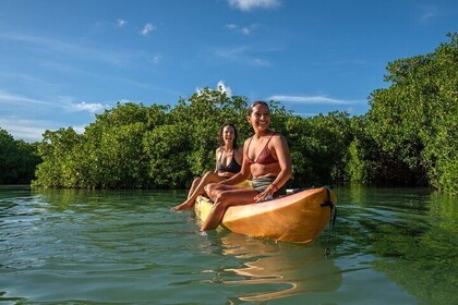 2 Hour Mangrove Kayak and Snorkel Tour