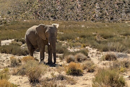 Aquila Afternoon Safari and Wine Tasting