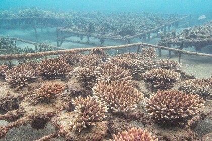 Coral Restoration Snorkel Tour in Candidasa, Bali with NGO