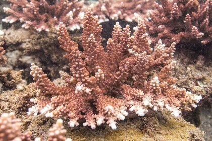 Coral Restoration Snorkel Tour in Candidasa, Bali with NGO