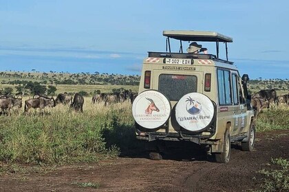 4 Day Fly In Ndutu Plains For The Migration's New Beginnings