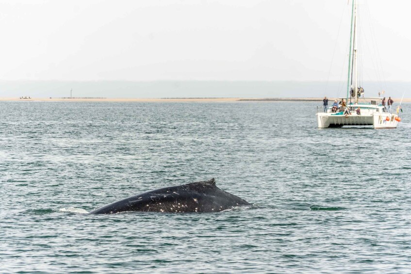 Picture 9 for Activity Walvis Bay: Marine Big 5 Luxury Catamaran Tour