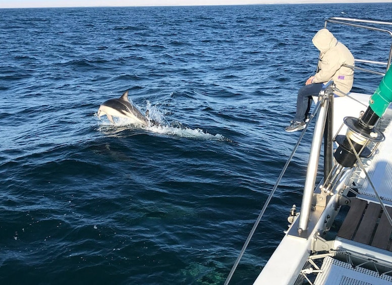 Picture 30 for Activity Walvis Bay: Marine Big 5 Luxury Catamaran Tour