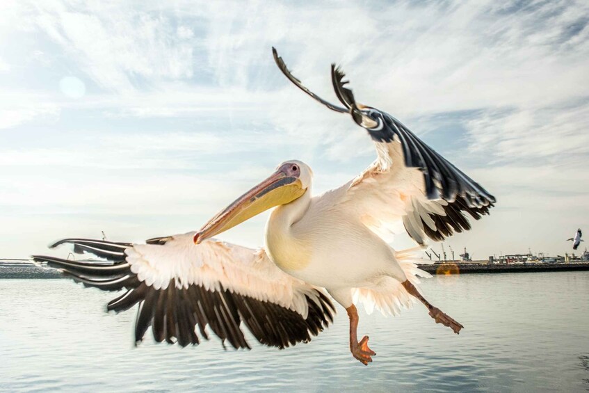 Picture 16 for Activity Walvis Bay: Marine Big 5 Luxury Catamaran Tour