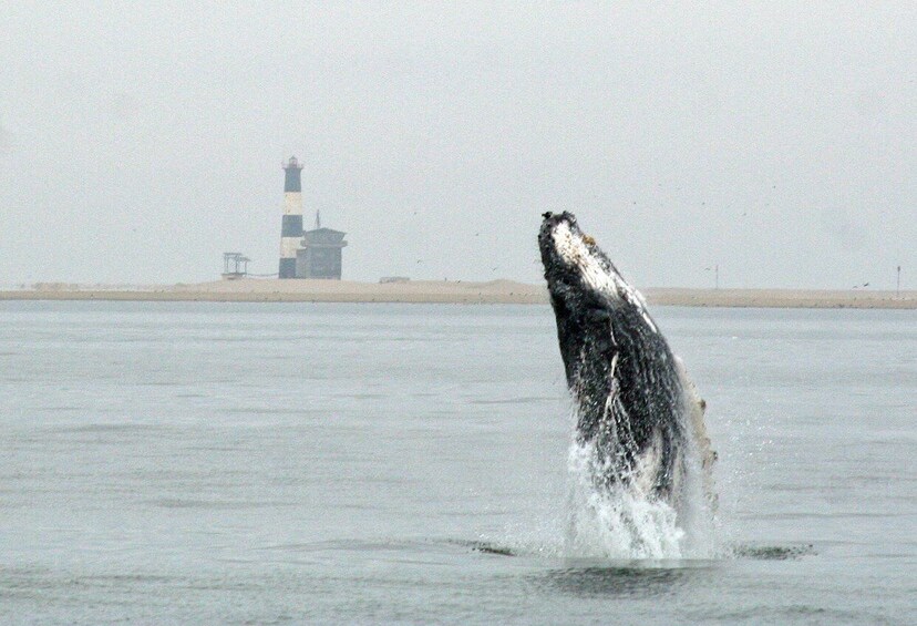 Picture 1 for Activity Walvis Bay: Marine Big 5 Luxury Catamaran Tour
