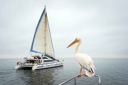Walvis Bay : Marine Big 5 Luxury Catamaran Tour