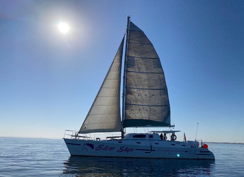 Picture 27 for Activity Walvis Bay: Marine Big 5 Luxury Catamaran Tour