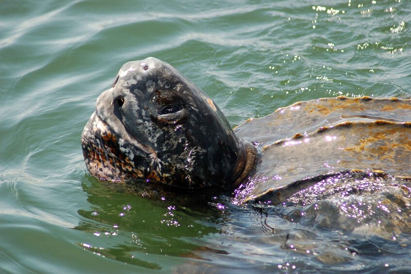 Picture 3 for Activity Walvis Bay: Marine Big 5 Luxury Catamaran Tour