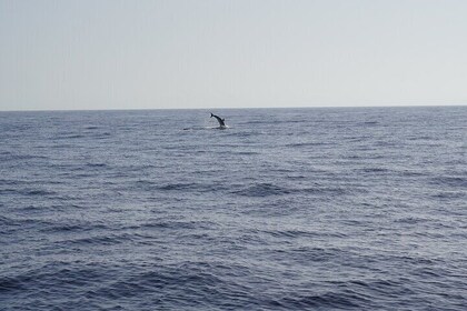 Gran Canaria Sunset Dolphin Watching Activity