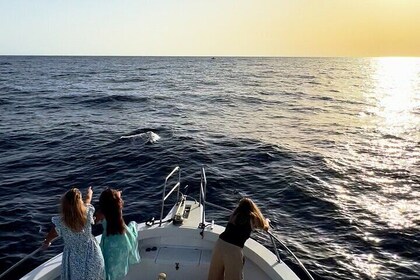 Gran Canaria Sunset Dolphin Watching Activity