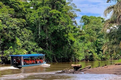 Private Tortuguero Canoe and Jungle Tour from San Jose