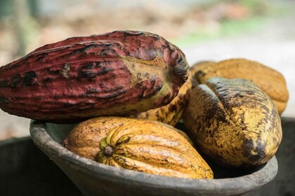 La Fortuna: Tur Cokelat Hutan Hujan