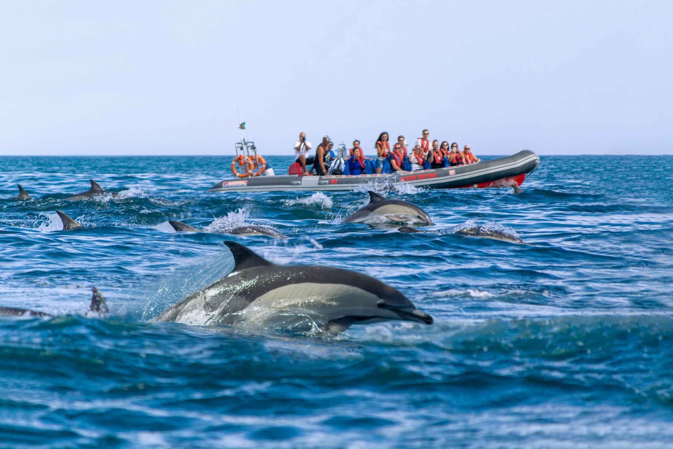 Albufeira: Dolphins & Benagil Caves – RIB Boat
