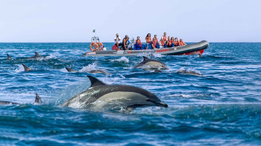 Albufeira: Dolphins, Benagil Caves and Coastline Boat Tour