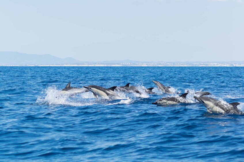 Picture 1 for Activity Albufeira: Dolphins, Benagil Caves and Coastline Boat Tour