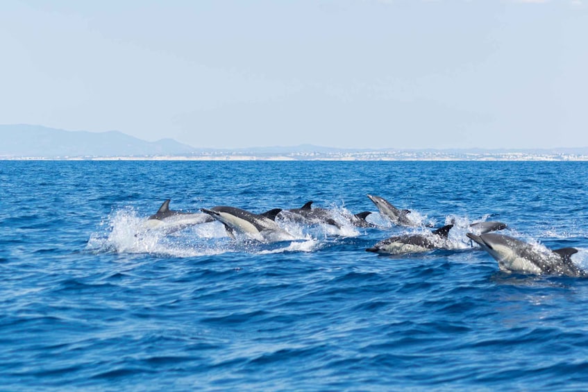 Picture 1 for Activity Albufeira: Dolphins, Benagil Caves and Coastline Boat Tour