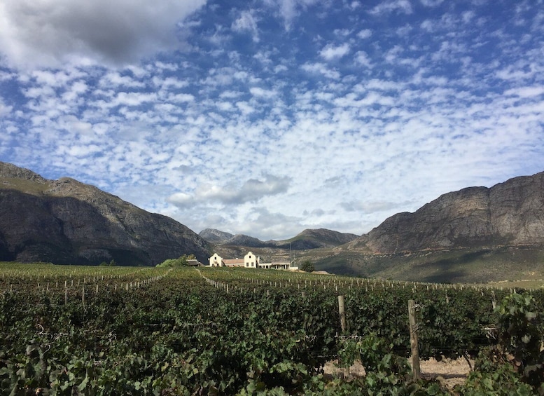 Full-Day Private Wine Route Tour