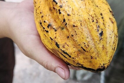 Costa Rica Chocolate Workshop Secret Forest Edition