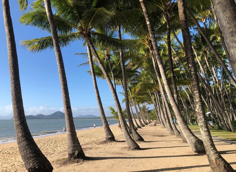 Picture 4 for Activity From Port Douglas: Kuranda via Scenic Rail or Skyrail Option