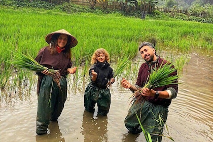 Ninh Binh Half Day Rice and Buffalo Adventure
