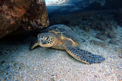 Certified Divers! Scuba dive the Ka'anapali Coast and more!