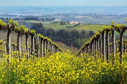 Venice Day Trip to the Prosecco Hills - Vineyards & Villages